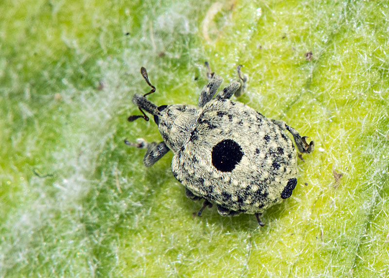 Curculionidae: Cionus hortulanus?